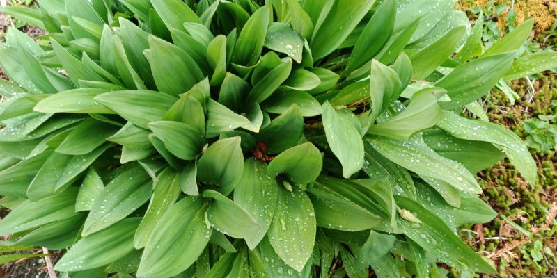 Allium ochotense Ohotanlaukka